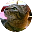 Kazuki Okayama profile picture